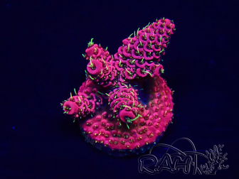 WYSIWYG Acropora 15F11 Mariculture acclimaté led
