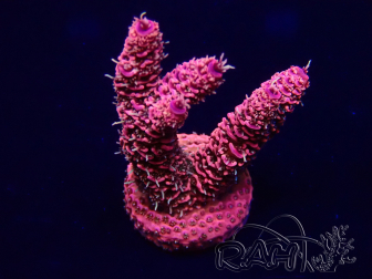WYSIWYG Acropora Maricoltura acclimatata a LED