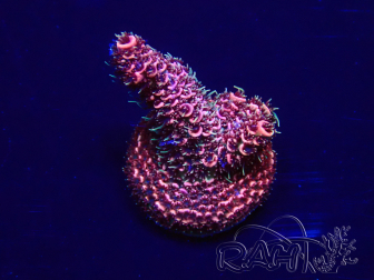 WYSIWYG Acropora acclimated LED