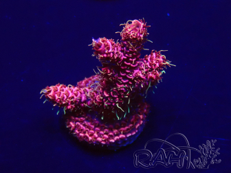 WYSIWYG Acropora 15G2 Mariculture acclimaté led