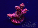WYSIWYG Acropora 15G2 Mariculture acclimaté led