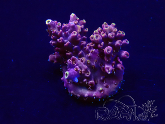 WYSIWYG Acropora 15G3 Mariculture acclimaté led