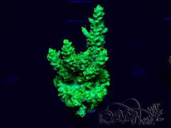 WYSIWYG Acropora Australia acclimated LED