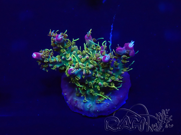 WYSIWYG Acropora Australie acclimaté led