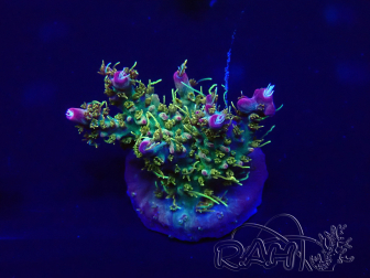 WYSIWYG Acropora Australien akklimatisiert LED