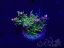WYSIWYG Acropora Australia acclimated LED