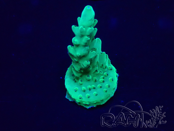 WYSIWYG Acropora akklimatisiert LED