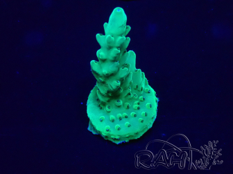 WYSIWYG Acropora 15G6 Mariculture acclimaté led