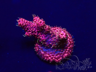 WYSIWYG Acropora 15G8 Mariculture acclimaté led
