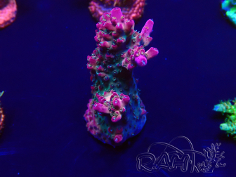 WYSIWYG Acropora 15G10 Mariculture acclimaté led
