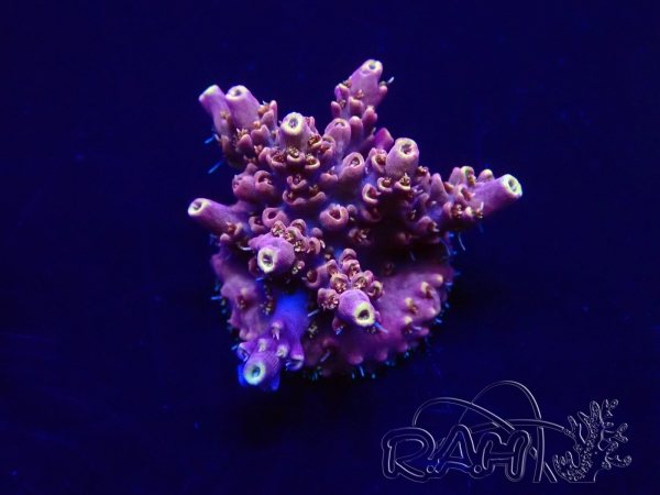 WYSIWYG Acropora granulosa 15G11 Mariculture acclimaté led