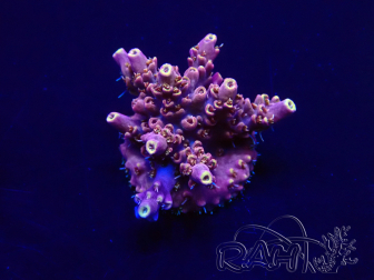 WYSIWYG Acropora Maricoltura acclimatata a LED