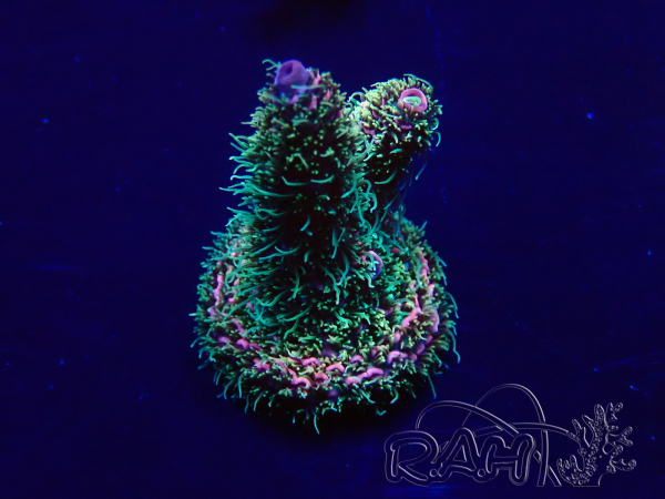 WYSIWYG Acropora Marikultur akklimatisiert LED
