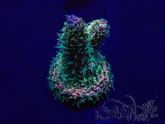 WYSIWYG Acropora 15G12 Mariculture acclimaté led