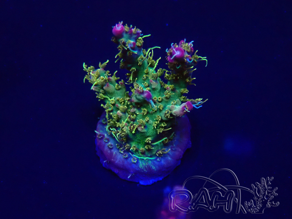 WYSIWYG Acropora millepora Mariculture acclimated LED