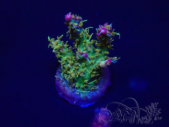 WYSIWYG Acropora millepora Maricultura aclimatada LED