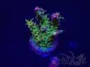 WYSIWYG Acropora Marikultur akklimatisiert LED