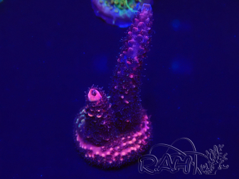 WYSIWYG Acropora millepora 15H2 Mariculture acclimaté led
