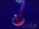 WYSIWYG Acropora millepora Mariculture acclimated LED