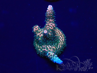 WYSIWYG Acropora millepora 15H3 Mariculture acclimaté led