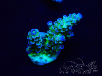 WYSIWYG Acropora millepora Mariculture acclimated LED
