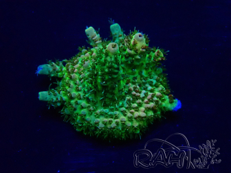 WYSIWYG Acropora 15H5 Mariculture acclimaté led