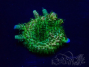 WYSIWYG Acropora Marikultur akklimatisiert LED
