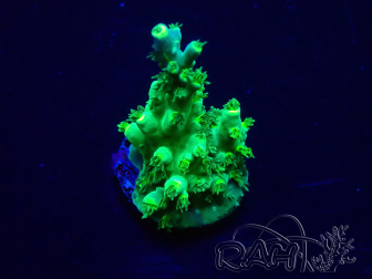 WYSIWYG Acropora 15H6 Mariculture acclimaté led