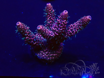 WYSIWYG Acropora 15H8 Mariculture acclimated LED