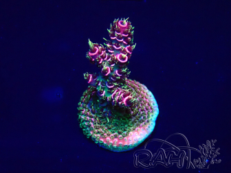 WYSIWYG Acropora Marikultur akklimatisiert LED