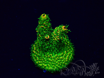 WYSIWYG Acropora Mariculture acclimated LED