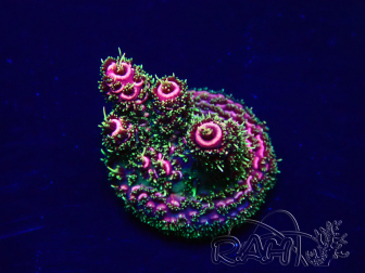 WYSIWYG Acropora Mariculture acclimated LED