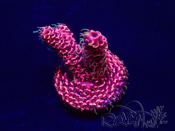 WYSIWYG Acropora millepora Mariculture acclimaté led