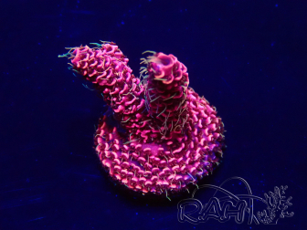 WYSIWYG Acropora millepora 15I1 Mariculture acclimaté led