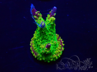 WYSIWYG Acropora Marikultur akklimatisiert LED
