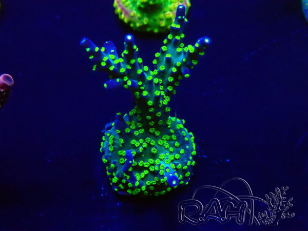 WYSIWYG Acropora millepora Mariculture acclimaté led