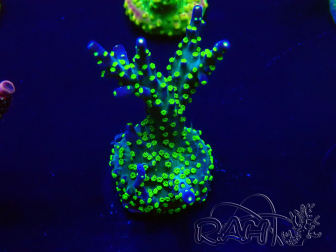 WYSIWYG Acropora millepora Mariculture acclimaté led