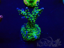 WYSIWYG Acropora millepora Mariculture acclimaté led