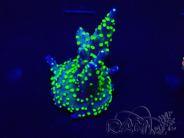 WYSIWYG Acropora Marikultur akklimatisiert LED
