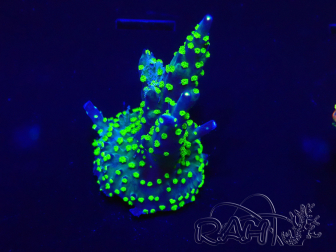 WYSIWYG Acropora 15I4 Mariculture acclimaté led