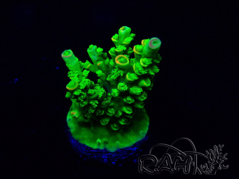 WYSIWYG Acropora millepora 15I5 Mariculture acclimaté led