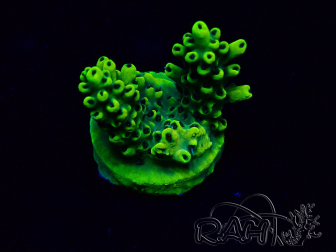 WYSIWYG Acropora milleporaMariculture acclimaté led