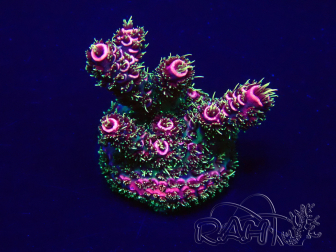 WYSIWYG Acropora 15I7 Mariculture acclimaté led