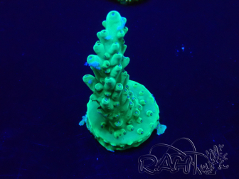 WYSIWYG Acropora Marikultur akklimatisiert LED