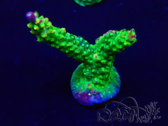 WYSIWYG Acropora millepora 15I9 Mariculture acclimaté led