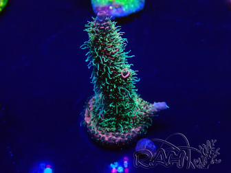 WYSIWYG Acropora spathulata Mariculture acclimated LED