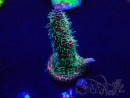 WYSIWYG Acropora spathulata Mariculture acclimated LED