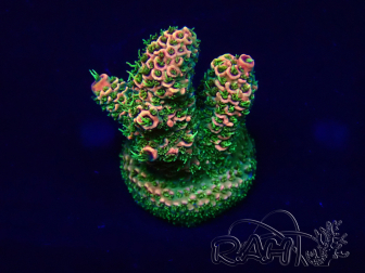 WYSIWYG Acropora Mariculture acclimaté led