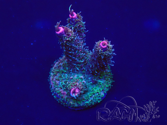 WYSIWYG AcroporaMariculture acclimaté led