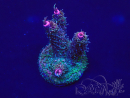 WYSIWYG Acropora 15J2 Mariculture acclimaté led
